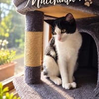 ***MACCHIATA - junge Katzendame!***, Katze zur Adoption