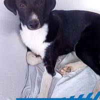 Leonardo - freut sich auf viele Hundfreunde, Hund zur Adoption