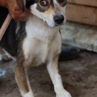 Painu- aparte Hündin, Hund zur Adoption