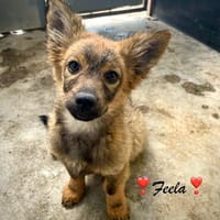 Feela  so klein und doch schon auf der Suche nach ihrem Zuh, Hündin zur Adoption
