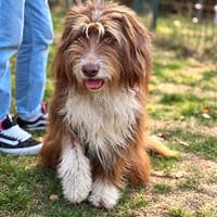 Pflegehund Tejo wartet in 66901 Schönenberg-Kübelberg, Hund zur Adoption