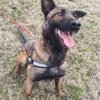 Laika  wartet in 50259 Pulheim auf deinen Besuch, Hündin zur Adoption