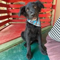 NIRON  Kleiner Junghund sucht endlich sein eigenes Zuhause, Hund zur Adoption