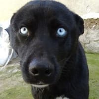 Hundeschatz PEPE 2, Hund zur Adoption