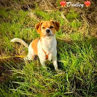 Dudley ist der Knaller, Hund zur Adoption