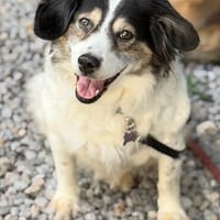 Lola unsere hübsche Dame, Hündin zur Adoption