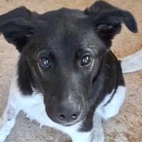 Junghündin Nika in NRW (Bedburg), Hündin zur Adoption