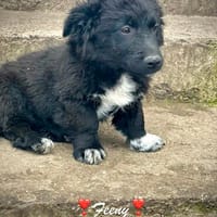 Feeny  winziges Hundemädchen sucht ihr großes Glück, Hündin zur Adoption