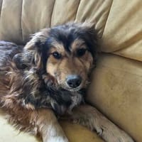 Lieke, Hündin auf der Suche, Hündin zur Adoption