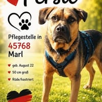 Persil - lieb, ruhig & verschmust, Hund zur Adoption
