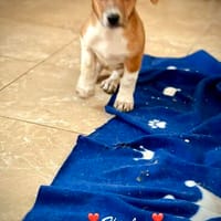 Hayley  ein kleines Zuckerle, Hündin zur Adoption