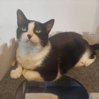 Seniorin Püppi sucht ein liebevolles Zuhause, Katze zur Adoption