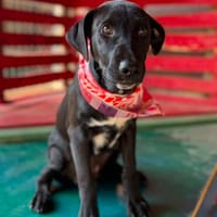 YOKO  Kleine Herzenshündin wartet auf ihr großes Glück, Hündin zur Adoption