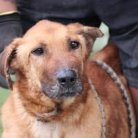 Lilly - sanfte, angenehme Hündin, Hündin zur Adoption