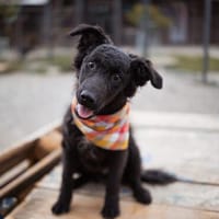 JADRO  Kleiner kroatischer Junghund sucht sein Zuhause, Hund zur Adoption