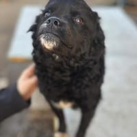 Bezaubernde, freundliche  Milena Ana, Hündin zur Adoption
