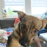 Süße Fine sucht liebevolles Zuhause, Hündin zur Adoption