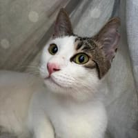 Thaddäus aus dem Tierschutz, Kater zur Adoption