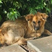 Isla, wunderschöne Hündin wartet auf DICH, Hündin zur Adoption