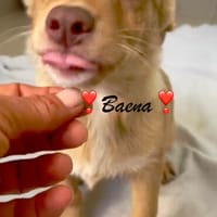 Baena  kleines Hundemädchen sucht ihre Menschen, Hündin zur Adoption