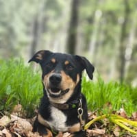 Yoshi - braucht ein Zuhause mit Struktur, Hund zur Adoption