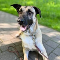 Raki - ist sehr verschmust, Hund zur Adoption