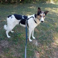Rula  55 cm (Pflegestelle), Hündin zur Adoption