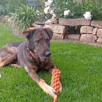 Tomy, Hund zur Adoption