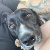Pol, möchte endlich für immer ankommen, Hund zur Adoption