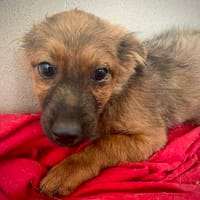 Zenni  kleine Hündin, großes Glück gesucht, Hündin zur Adoption