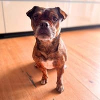 Bonnie - ist lernfreudig, Hündin zur Adoption