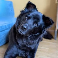 Dio - ein Familienhund, Hund zur Adoption