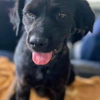 anhänglicher Ole, Labrador in klein, nur ca. 46 cm hoch, Hund zur Adoption