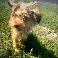 Lolipop  ein kleines Strubbelmädchen mit ganz großem Herzen, Hündin zur Adoption