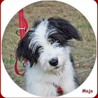 ❤ Maja: Lebensfreude pur!, Hündin zur Adoption