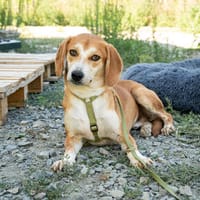 Storm sucht liebevolle Familie..., Hündin zur Adoption