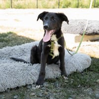Mylo sucht sein zu Hause, Hund zur Adoption