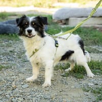 Maglino sucht sein für immer zu Hause..., Hund zur Adoption