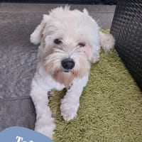 💙Tofu - rüstiger Rentner💙, Hund zur Adoption