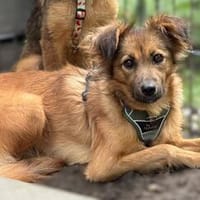 Hazel sucht liebevolle Familie..., Hündin zur Adoption