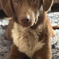 Debby sucht ihren Lebensplatz.., Hündin zur Adoption