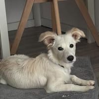 Romy kleine Herzenshündin möchte endlich ankommen, Hündin zur Adoption