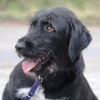 Tammy ist eine wunderbare Hündin!, Hündin zur Adoption