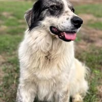 Dankbare Hedwig sucht ihre Menschen, Hündin zur Adoption
