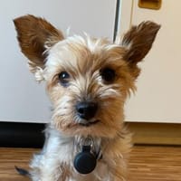 Nevan, Hund zur Adoption