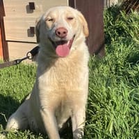 🐾❤ JINGLE, unser Allroundtalent !!, Hündin zur Adoption