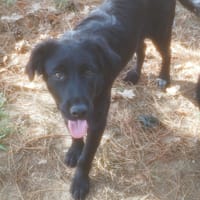 FOUGERES, chienne à adopter