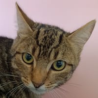 GURVAN, chat à adopter