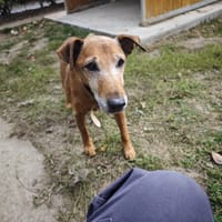 JULES, chien à adopter