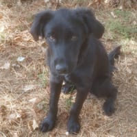 LIERRE, chien à adopter
